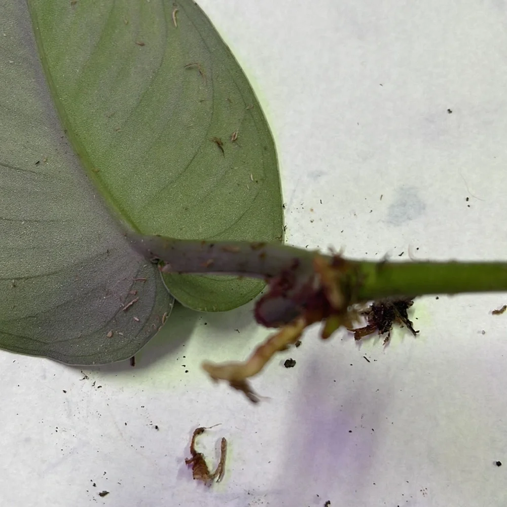 Rooted Scindapsus - Picture 2 of 3
